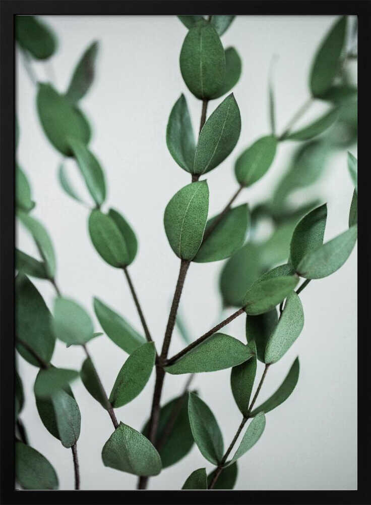 Eucalyptus Branches