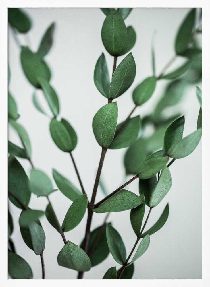 Eucalyptus Branches