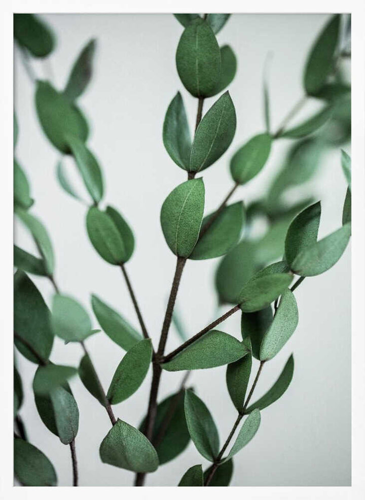 Eucalyptus Branches