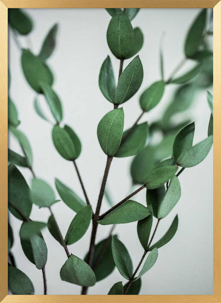 Eucalyptus Branches