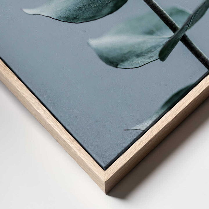 Eucalyptus Leaves