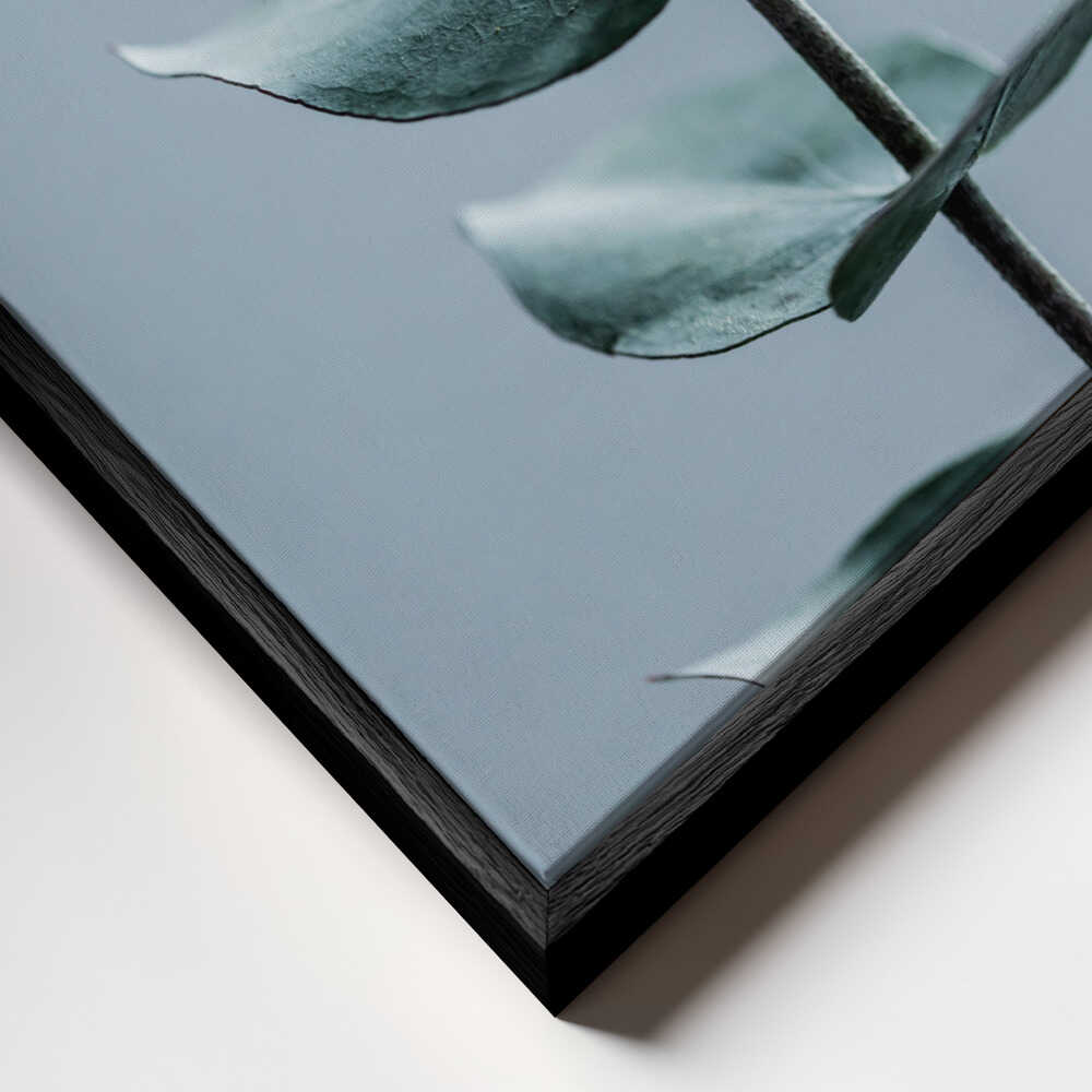 Eucalyptus Leaves