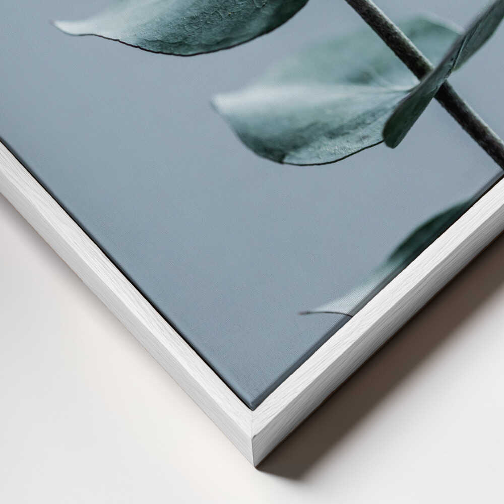 Eucalyptus Leaves