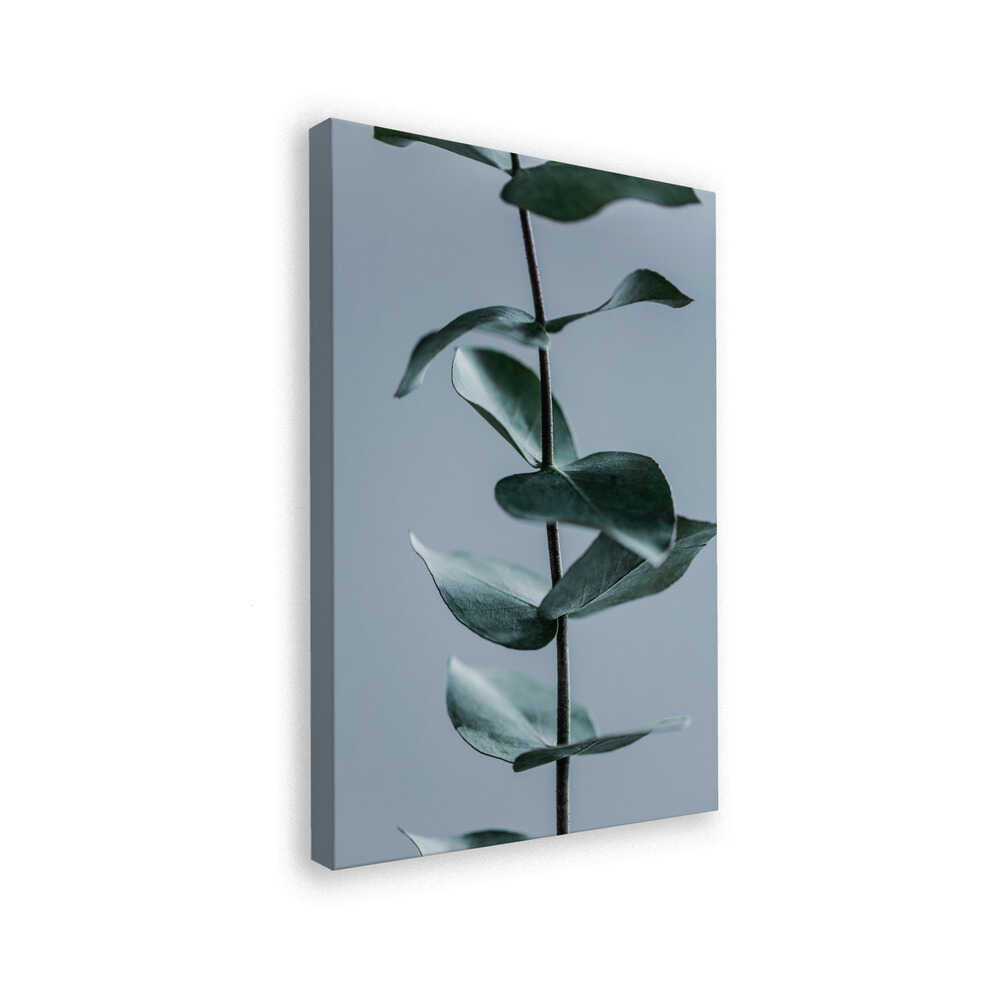Eucalyptus Leaves