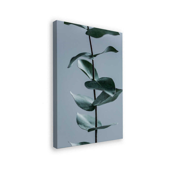 Eucalyptus Leaves