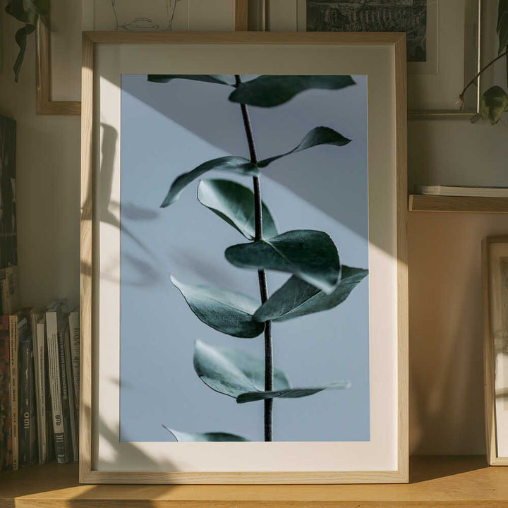 Eucalyptus Leaves