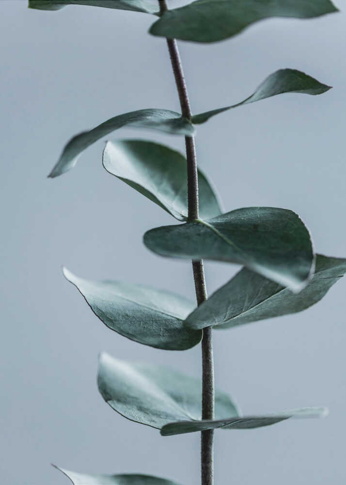Eucalyptus Leaves