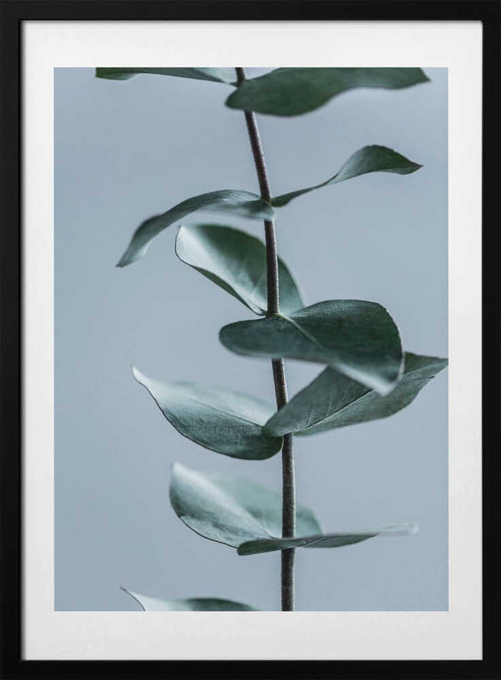 Eucalyptus Leaves