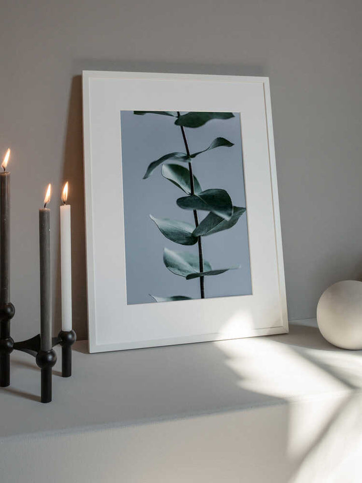 Eucalyptus Leaves