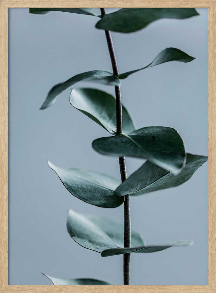 Eucalyptus Leaves