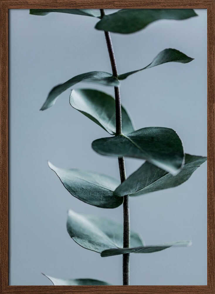 Eucalyptus Leaves