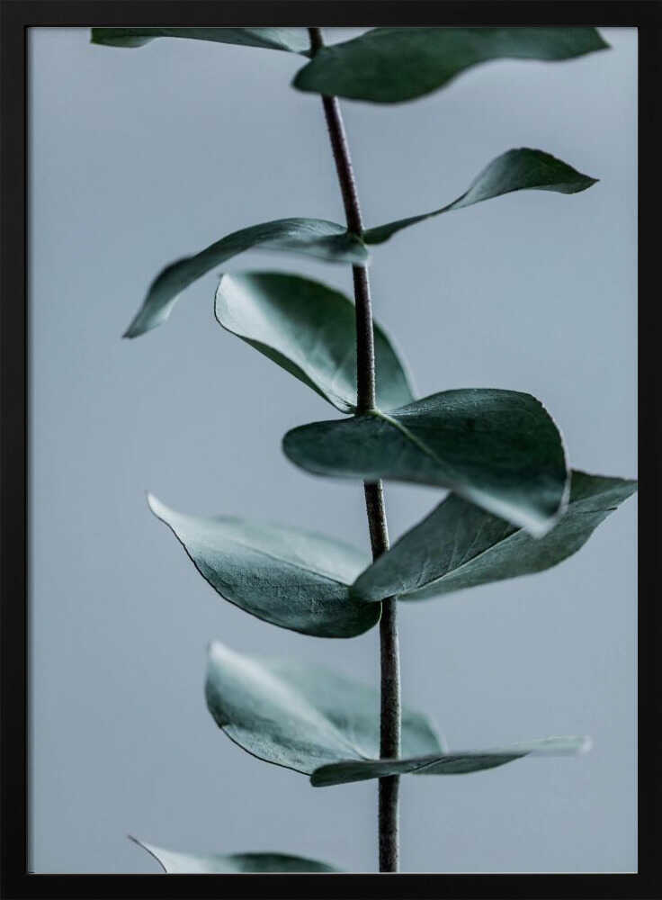 Eucalyptus Leaves