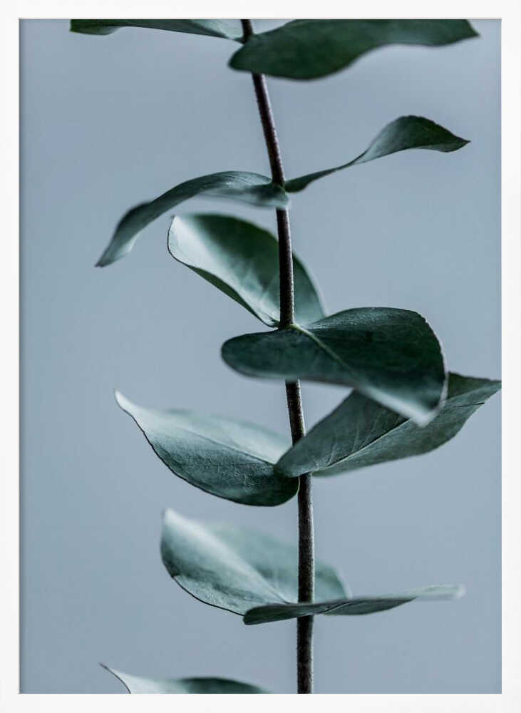 Eucalyptus Leaves
