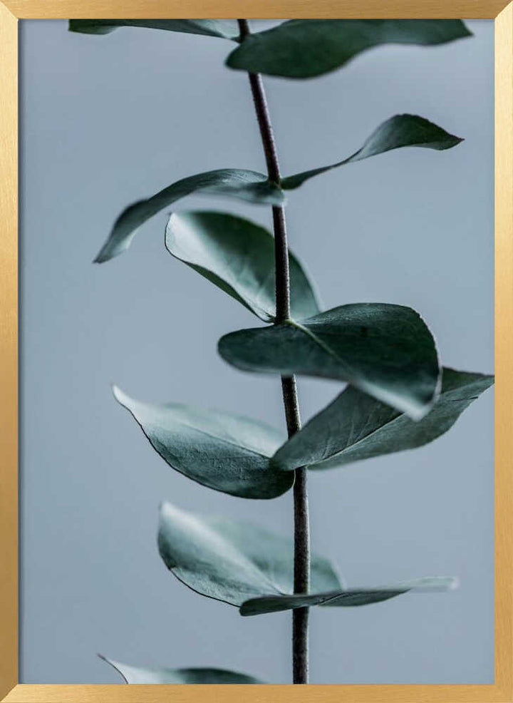 Eucalyptus Leaves