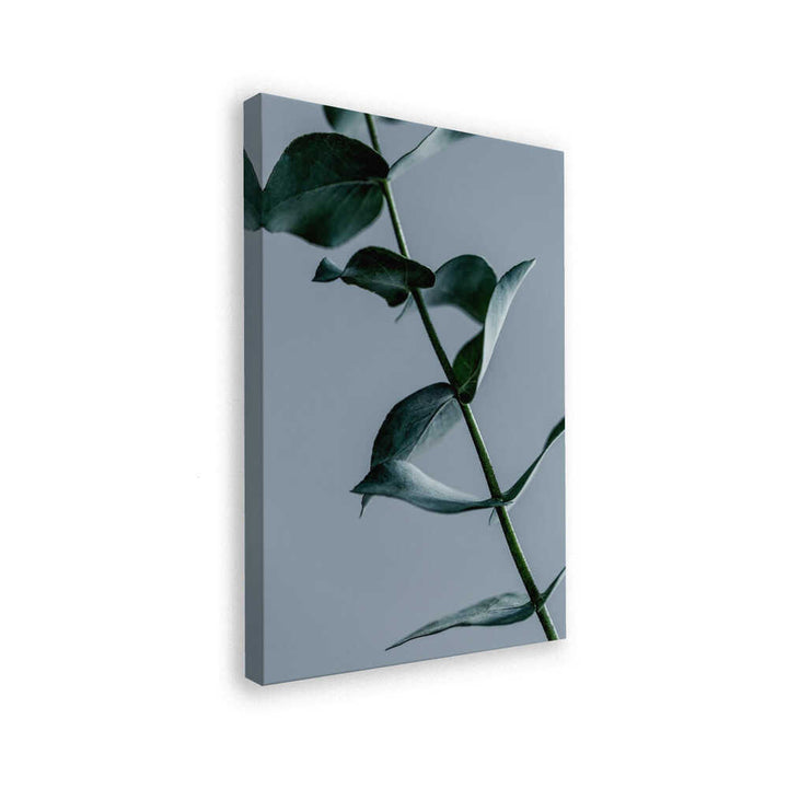 Eucalyptus Leaves