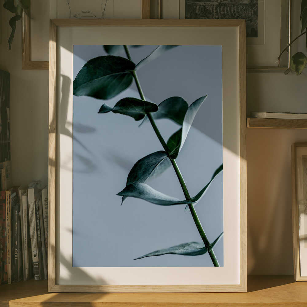 Eucalyptus Leaves