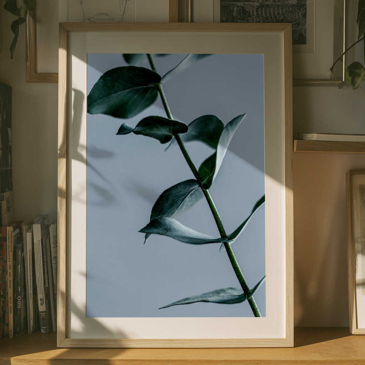 Eucalyptus Leaves