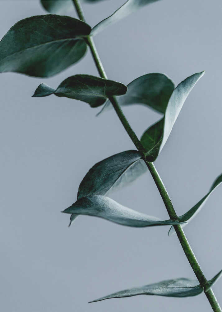 Eucalyptus Leaves