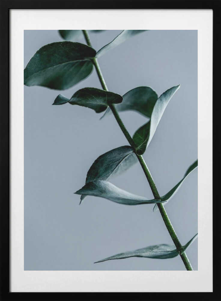 Eucalyptus Leaves
