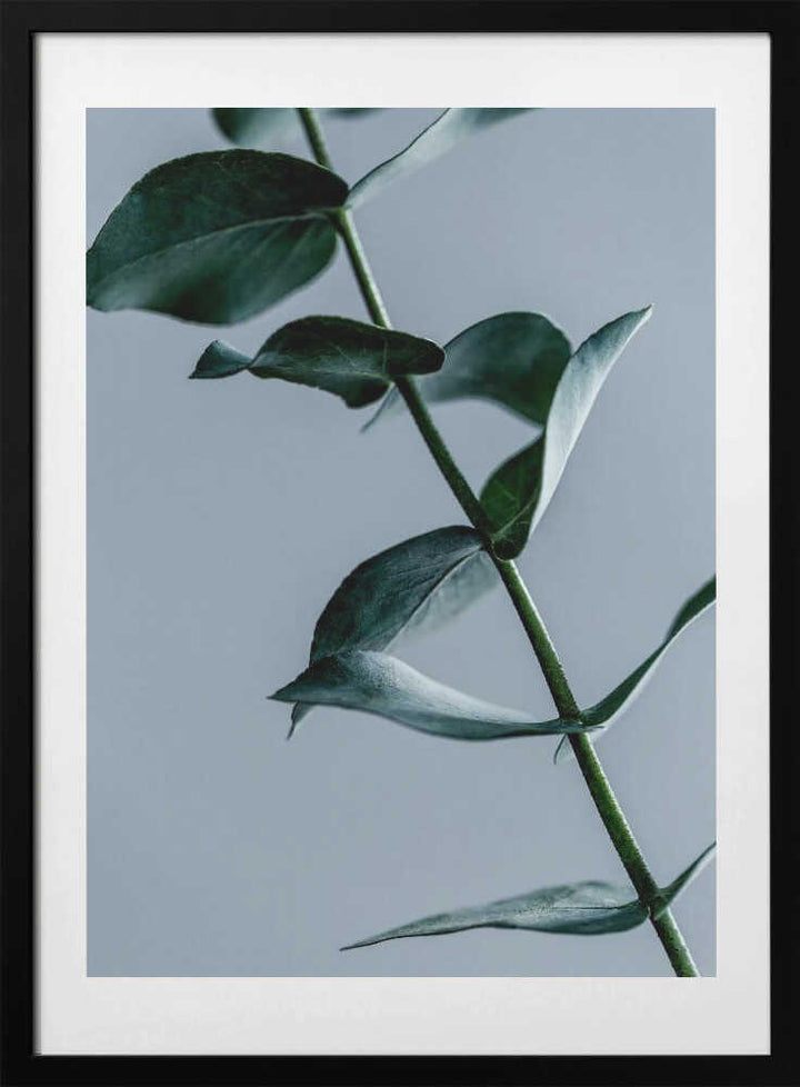 Eucalyptus Leaves
