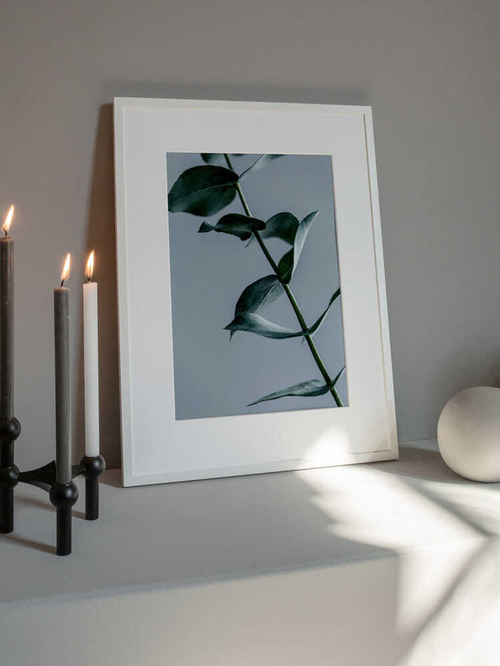 Eucalyptus Leaves
