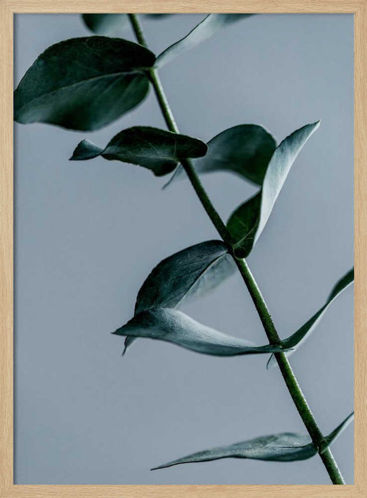 Eucalyptus Leaves