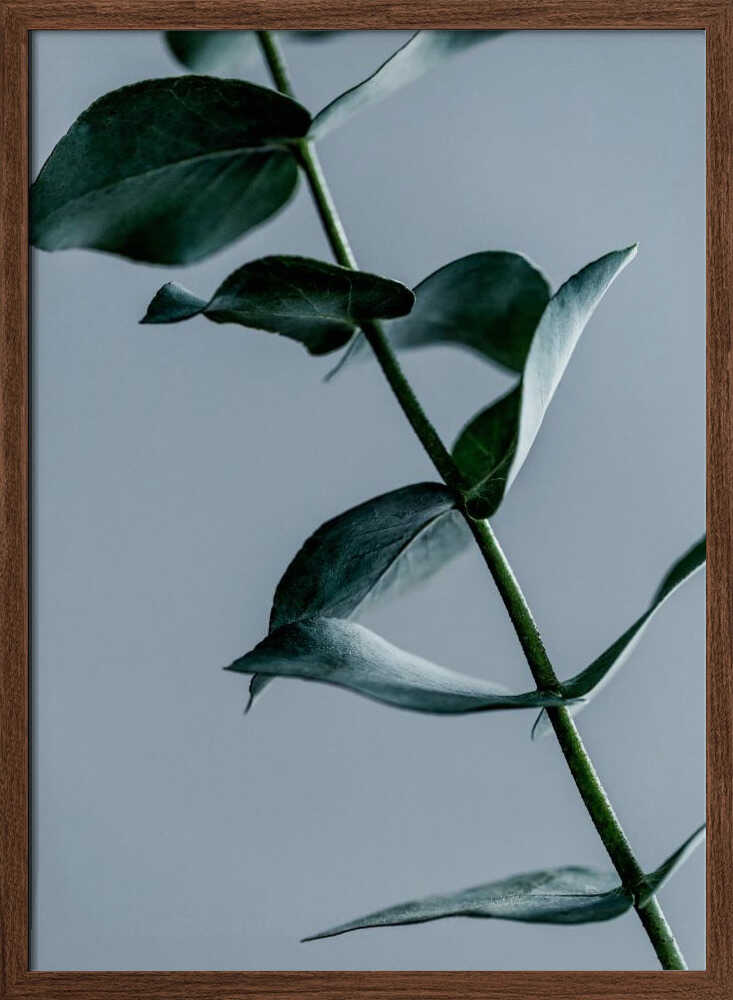 Eucalyptus Leaves