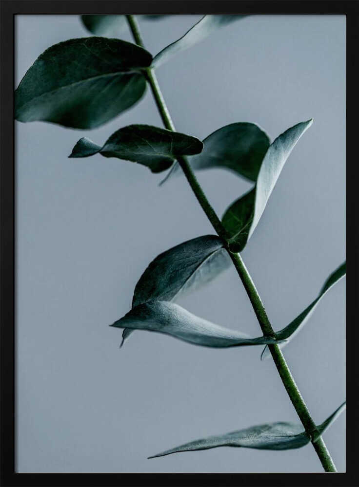 Eucalyptus Leaves
