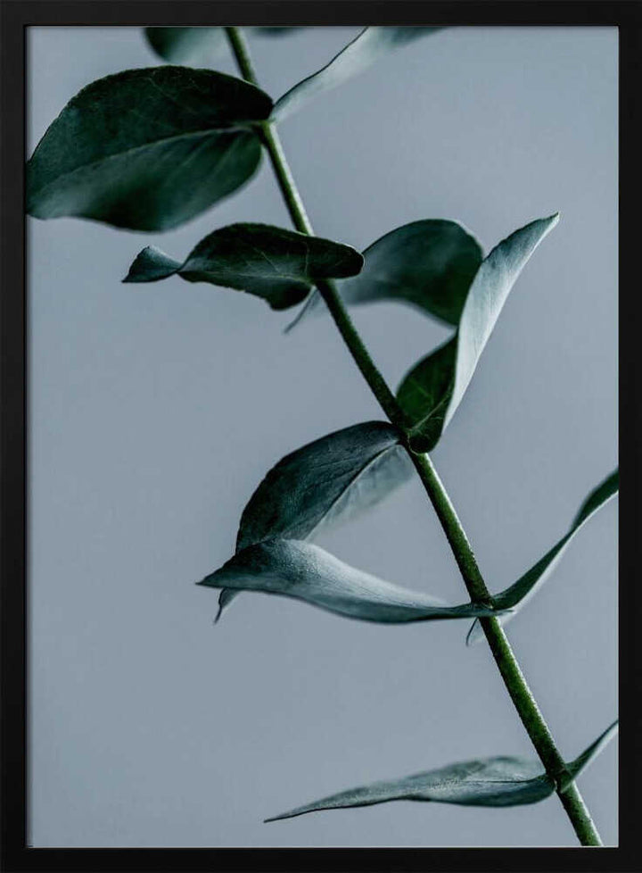 Eucalyptus Leaves