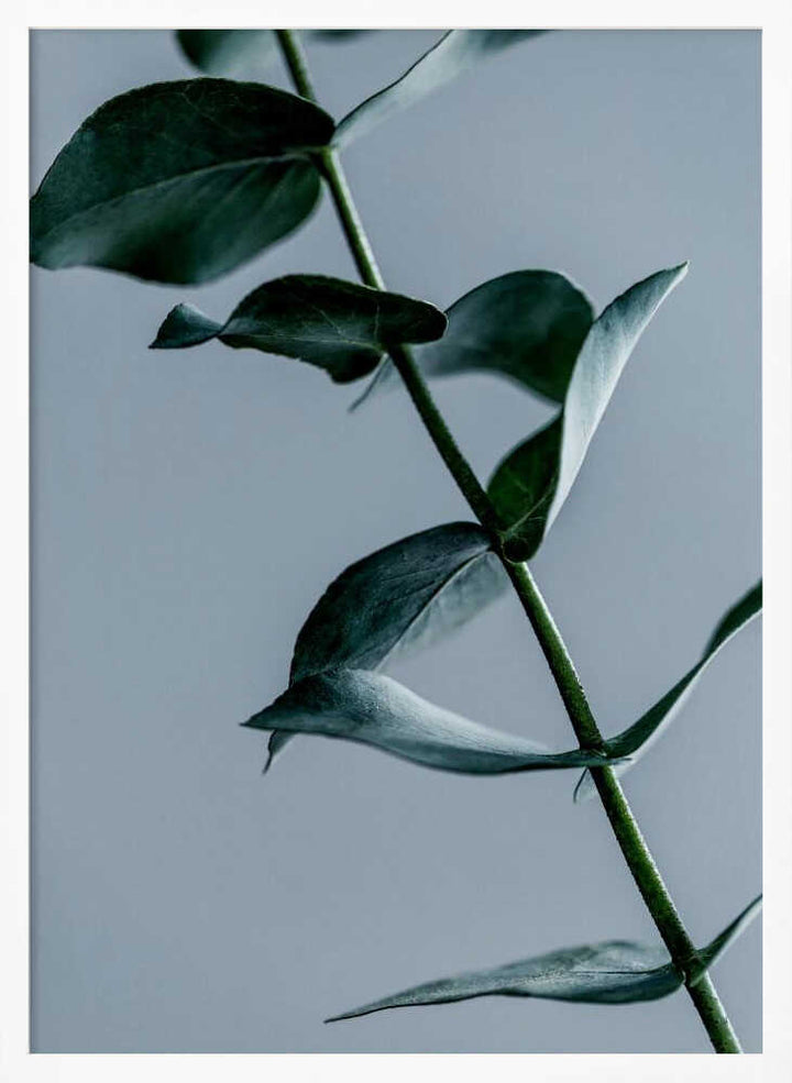 Eucalyptus Leaves