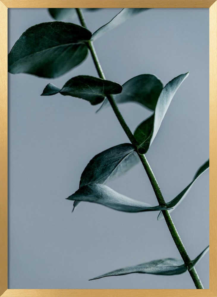 Eucalyptus Leaves