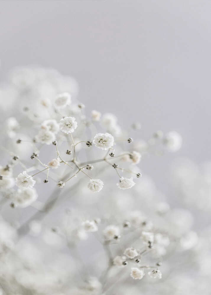 White Breath Flowers