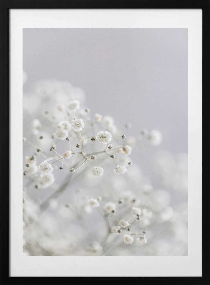 White Breath Flowers