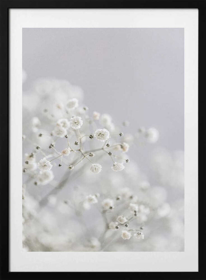 White Breath Flowers