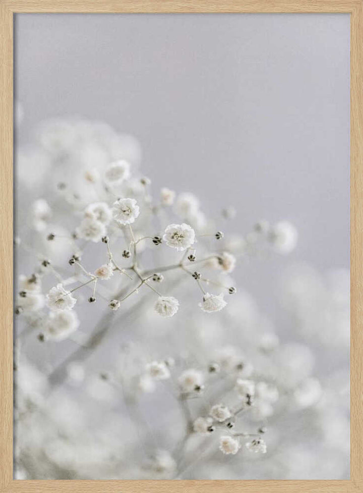 White Breath Flowers