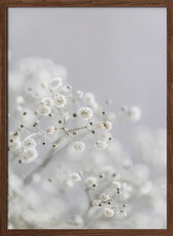 White Breath Flowers