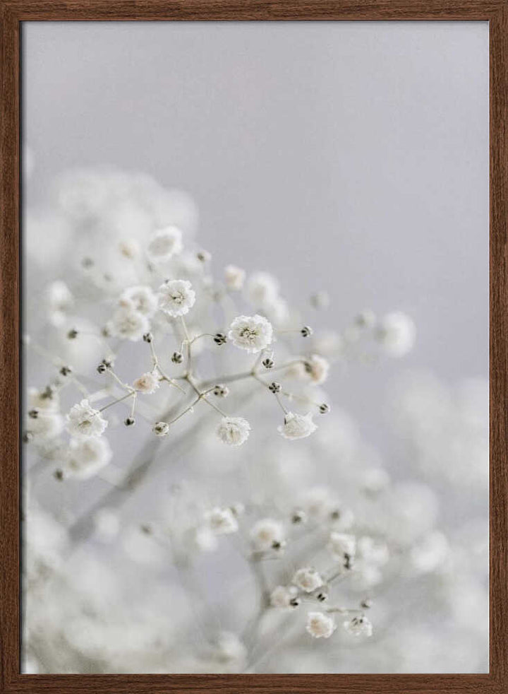 White Breath Flowers