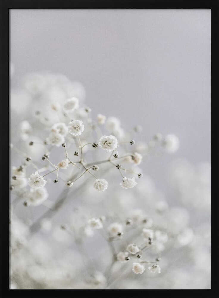 White Breath Flowers