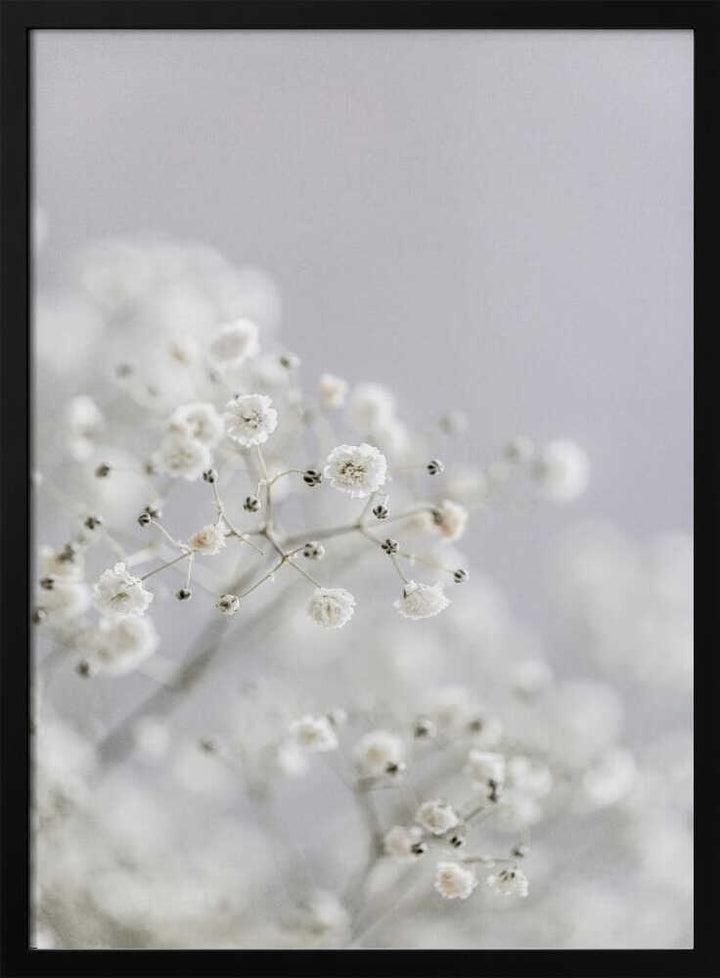 White Breath Flowers