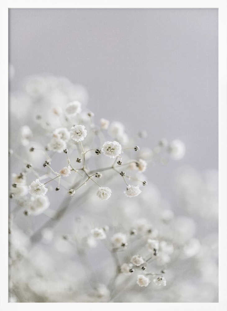 White Breath Flowers