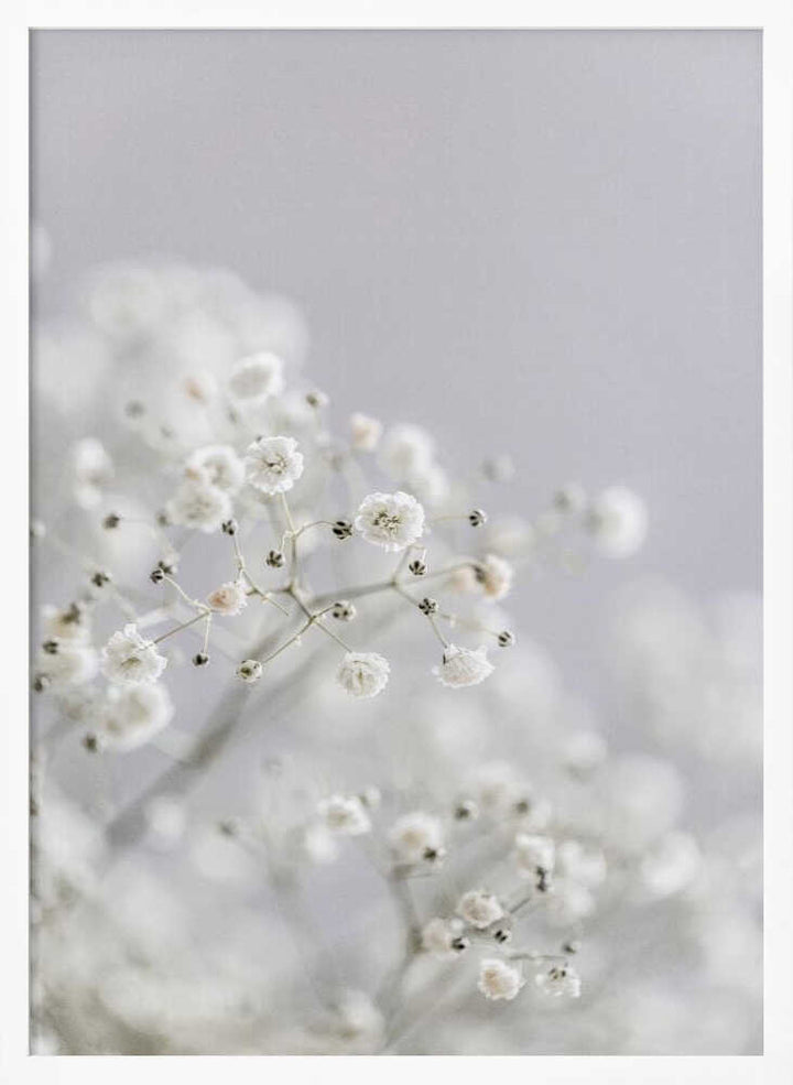 White Breath Flowers