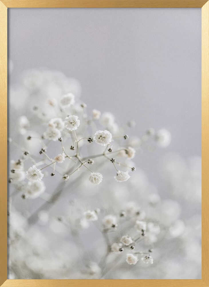White Breath Flowers