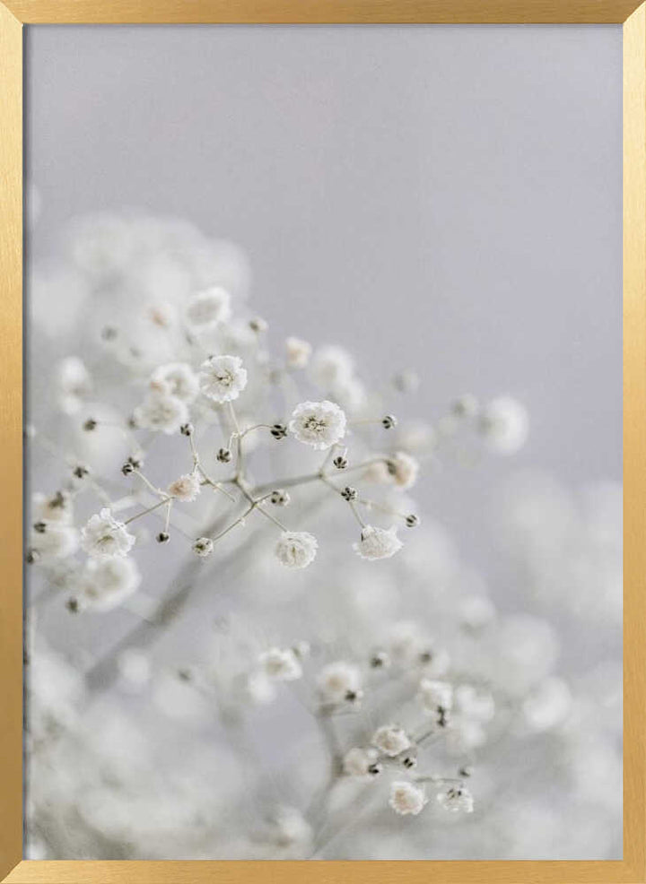 White Breath Flowers