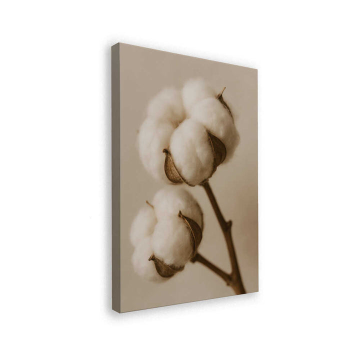 Soft Cotton Dreams