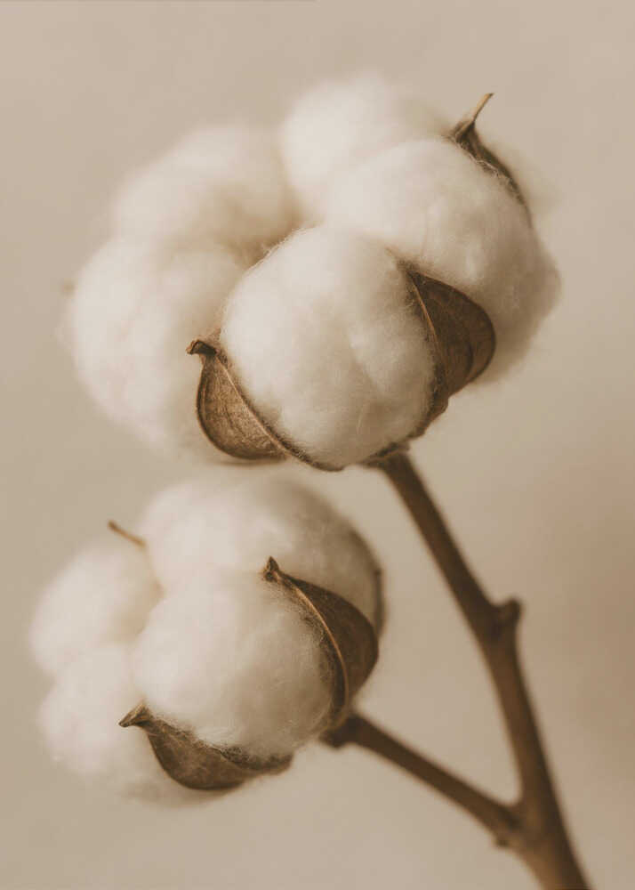 Soft Cotton Dreams