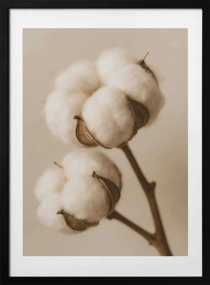 Soft Cotton Dreams