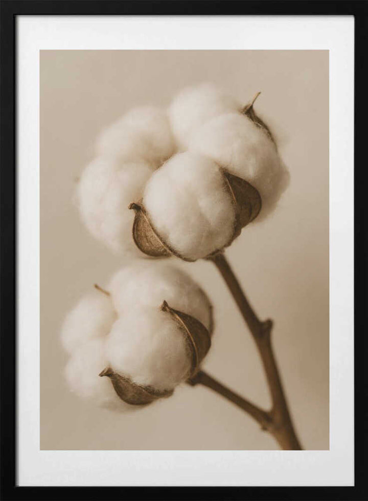 Soft Cotton Dreams