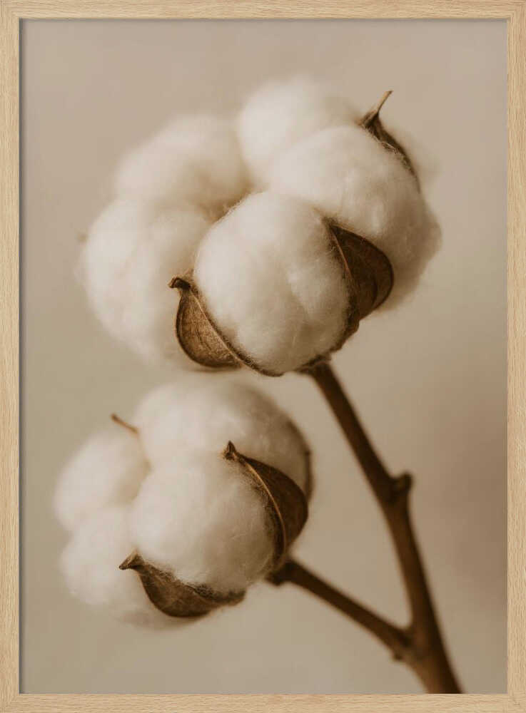 Soft Cotton Dreams