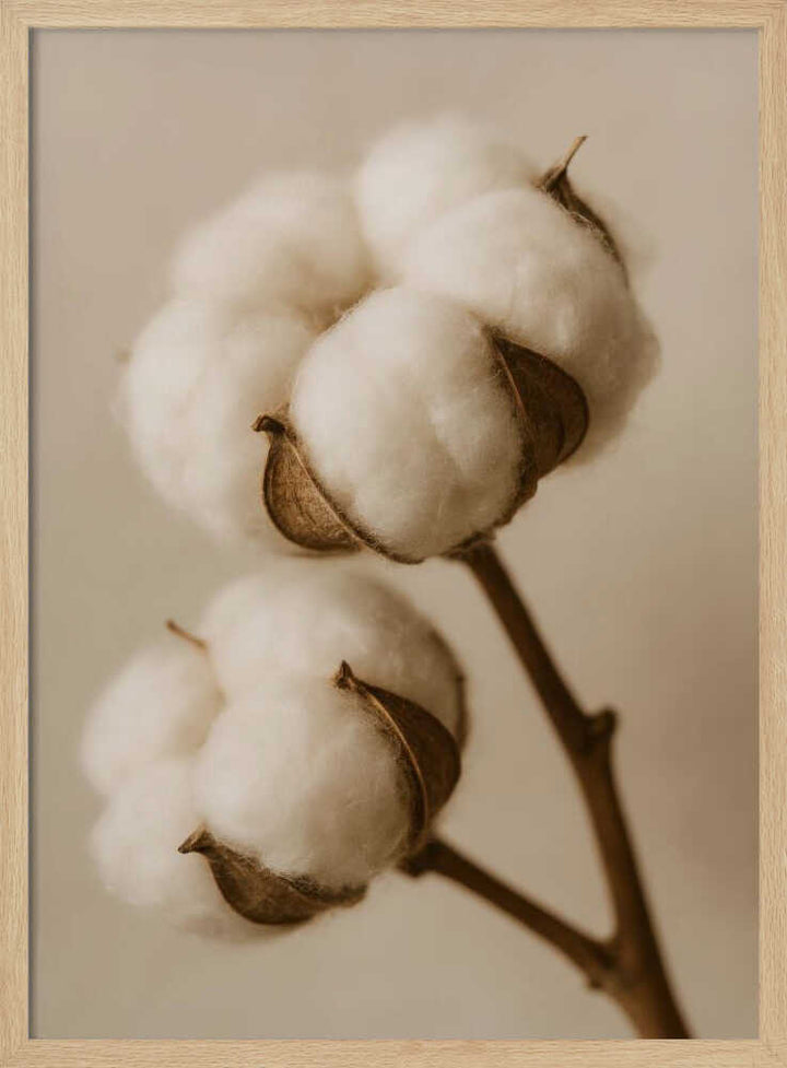 Soft Cotton Dreams