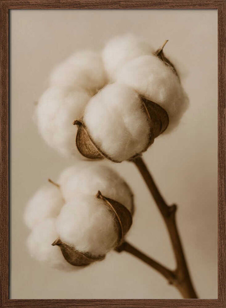 Soft Cotton Dreams